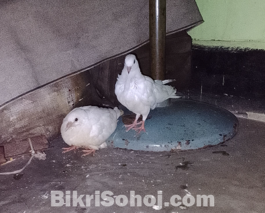 কাগজি কবুতর এক জোড়া